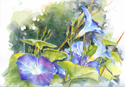 BlueMorningGloriesSm
